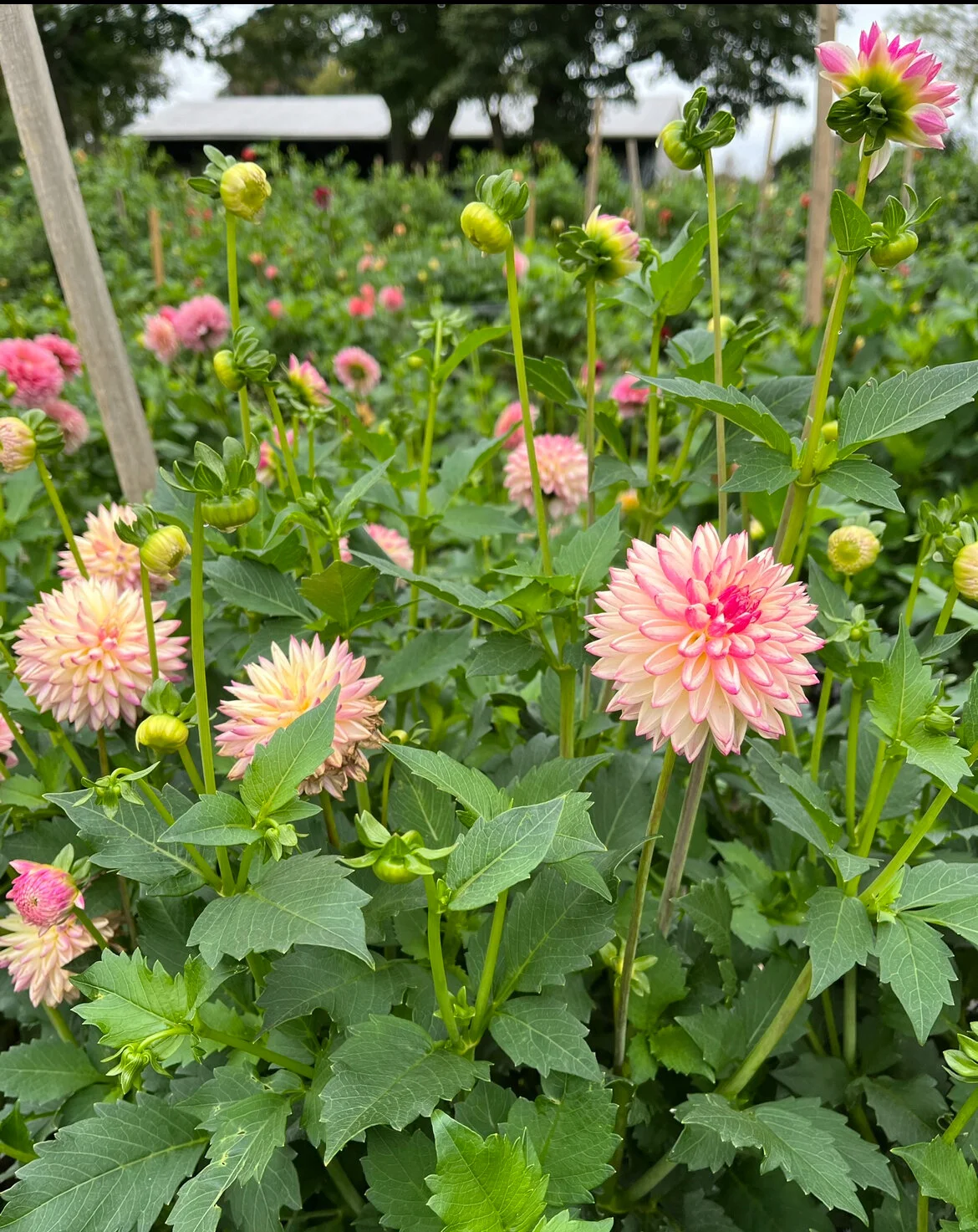 5B4A4298-A92E-4EE7-B485-3F7ABDE30FD7