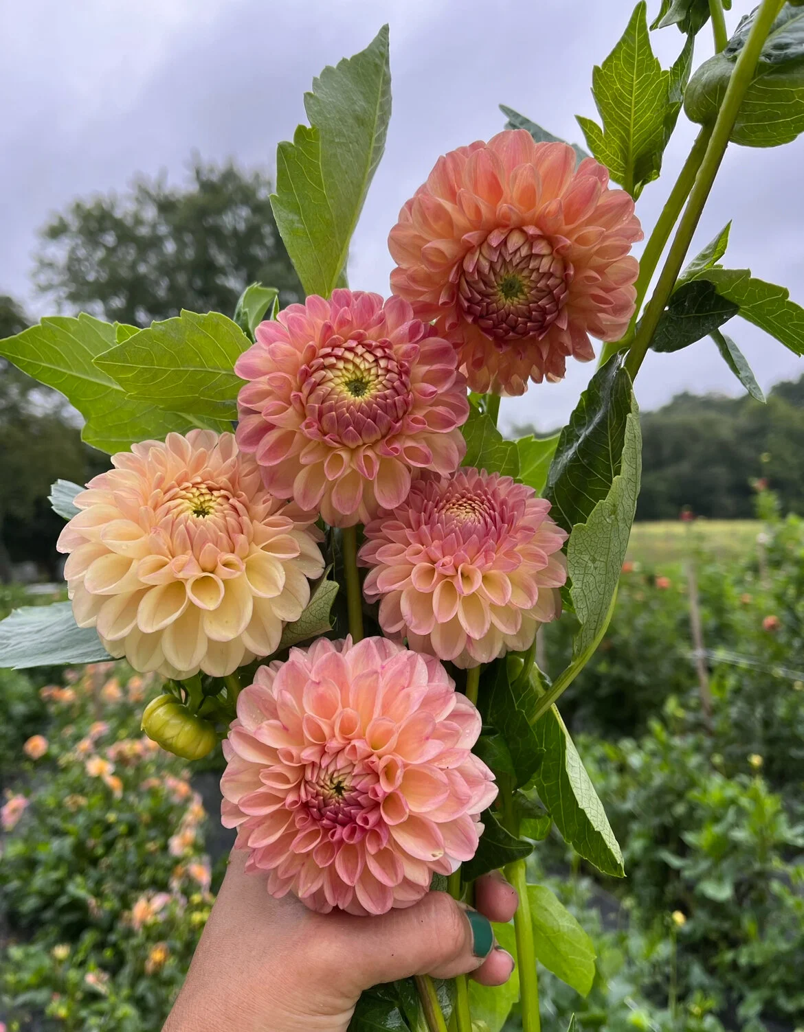 3EE4C73A-8152-46B9-8232-46C105E917DD