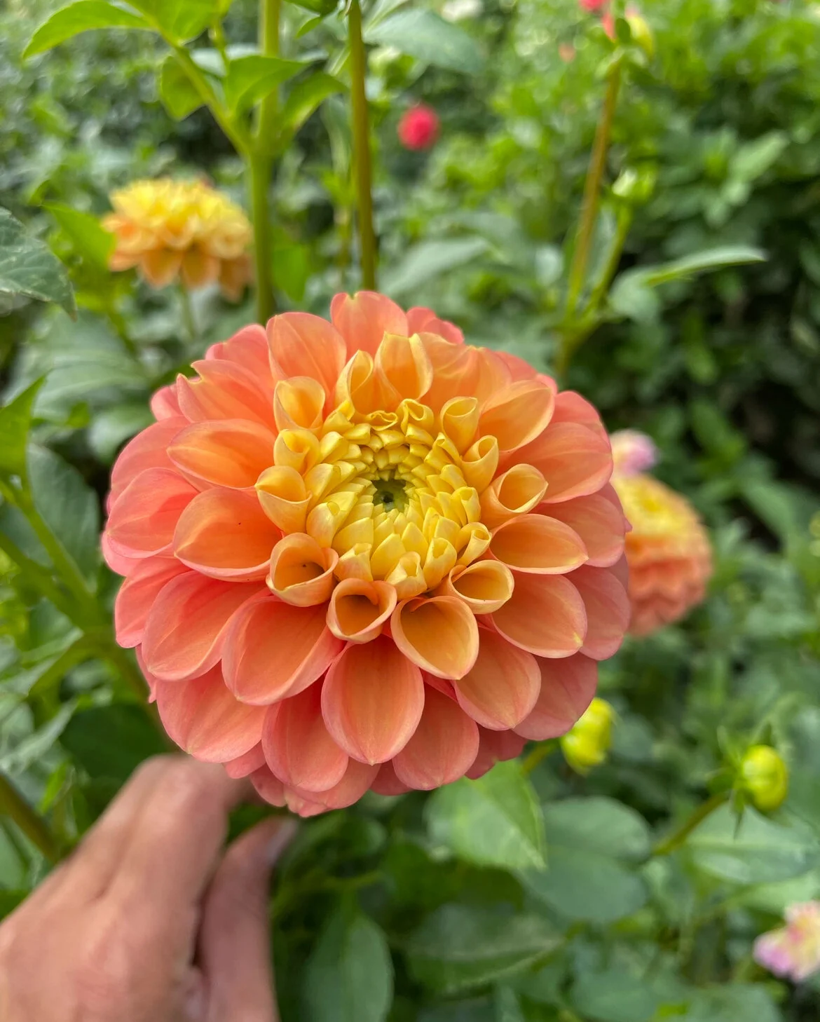 114E7D72-0FFF-45E6-A42A-E6659808ECF5