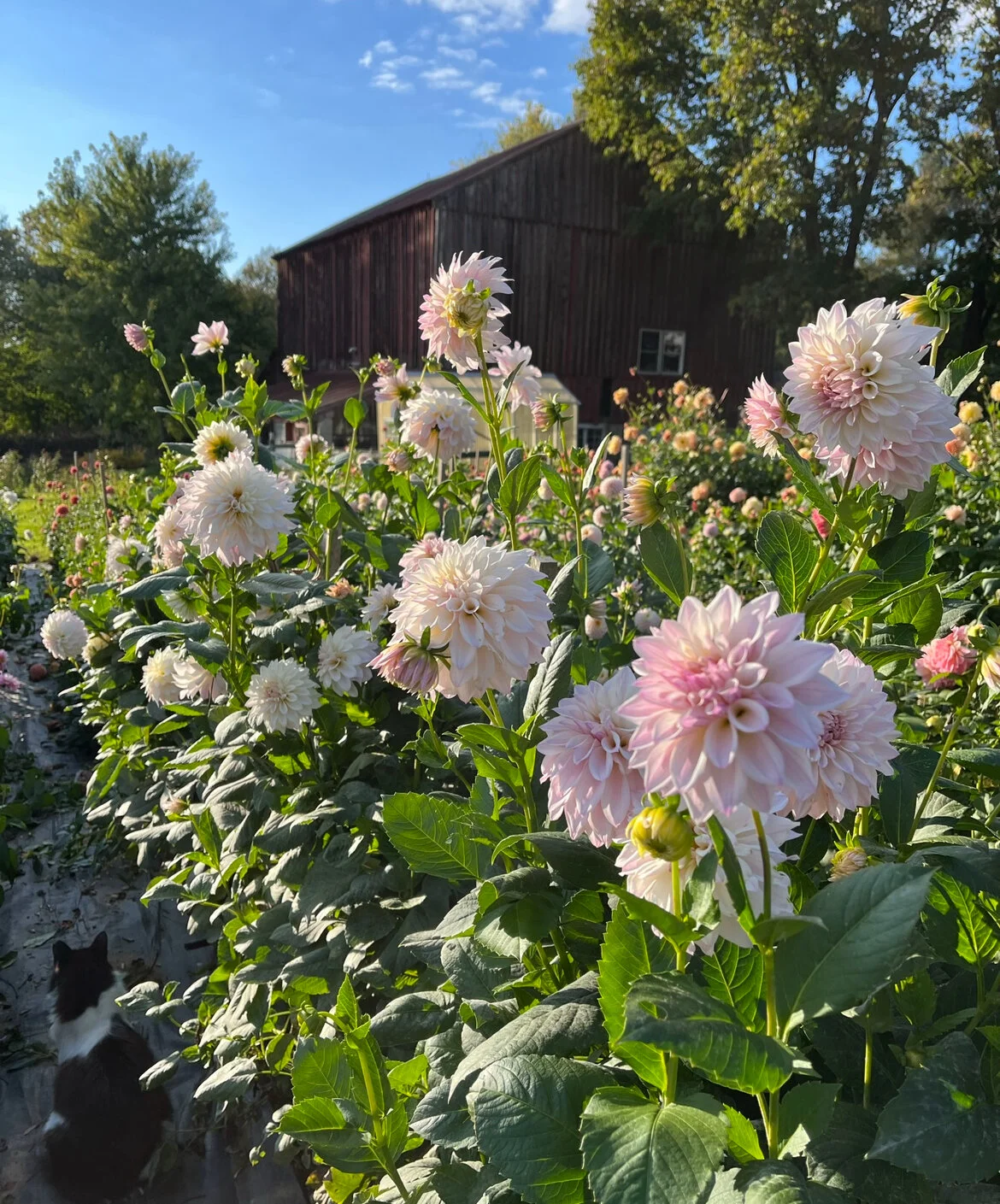 78276C38-A146-473C-90DC-890C0EC4FB6A