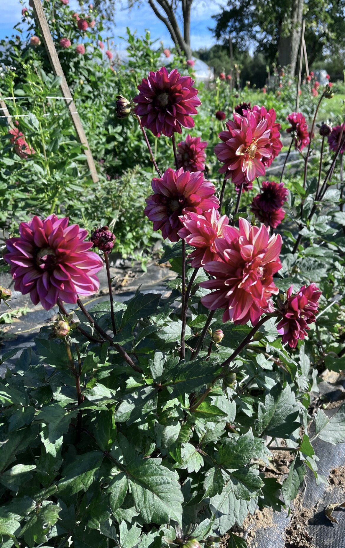 AC9674CE-015D-47CB-8CC9-07081F19B966