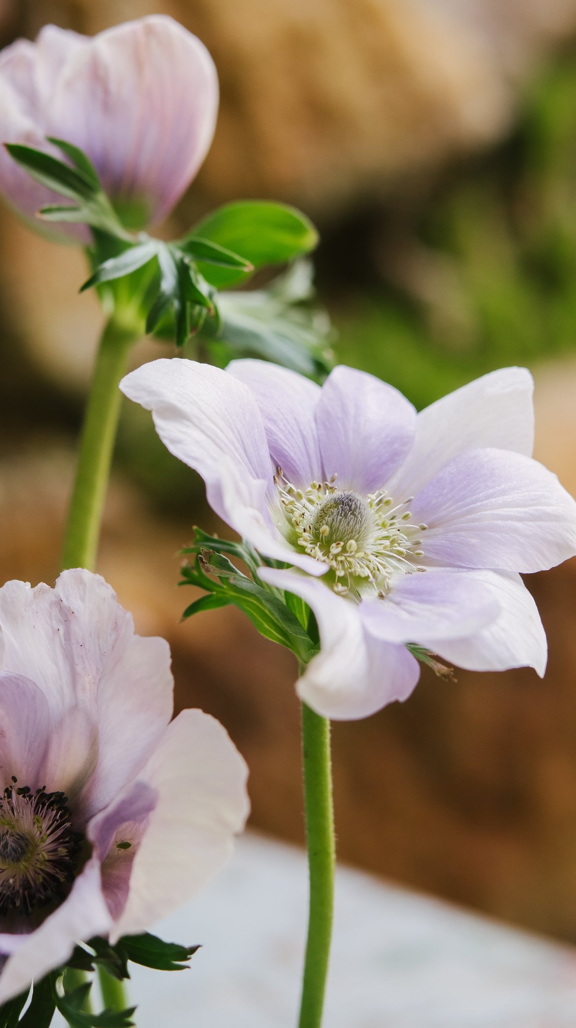 Anemone: Pale (NEW) — The Farm at Oxford