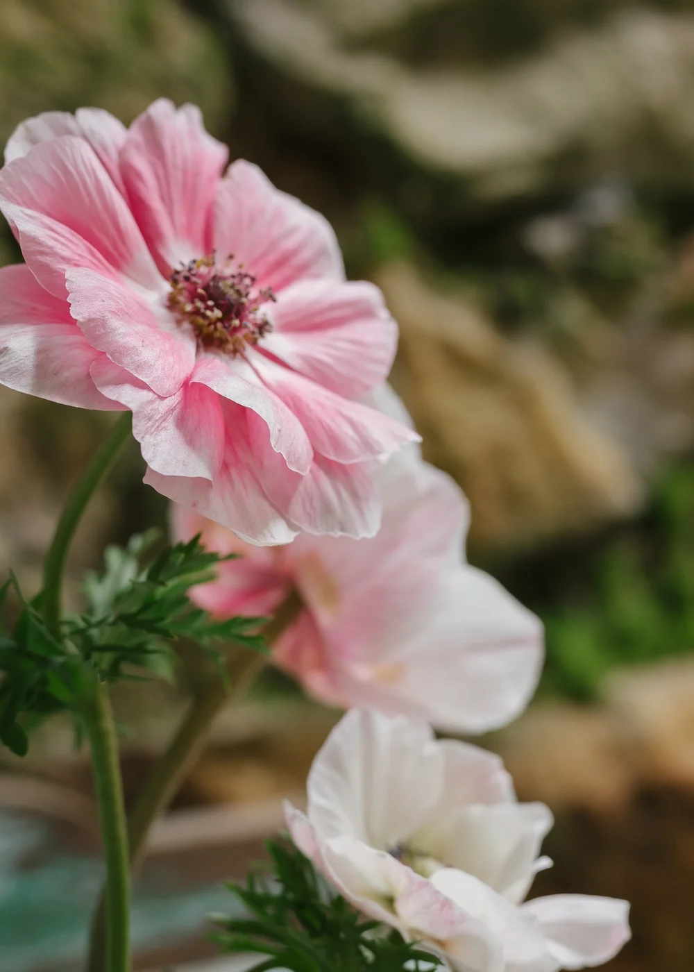 Anemone: Azzurro — The Farm at Oxford