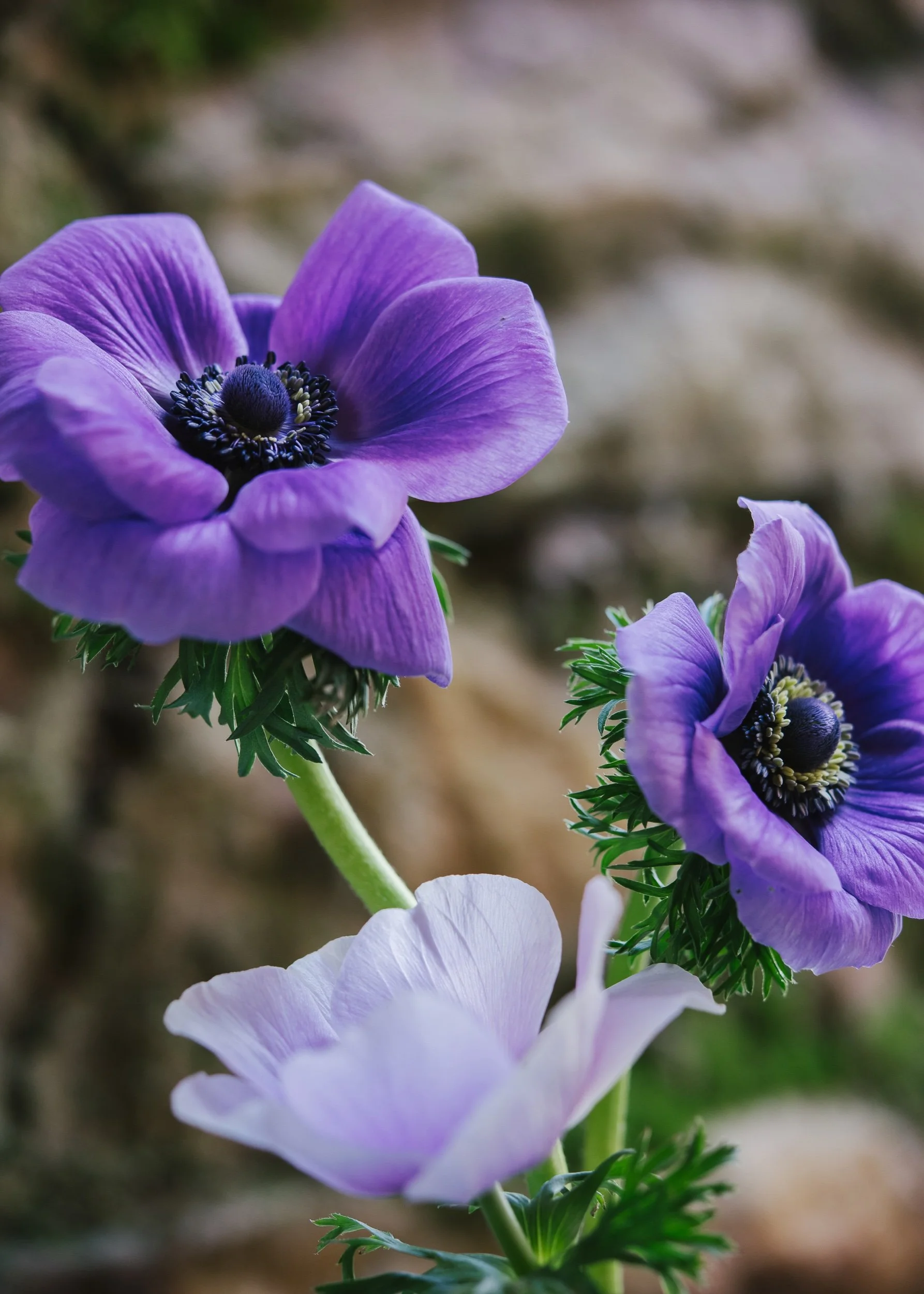 Anemone: Azzurro — The Farm at Oxford