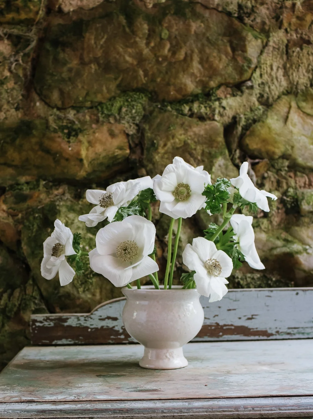 Anemone: Azzurro — The Farm at Oxford