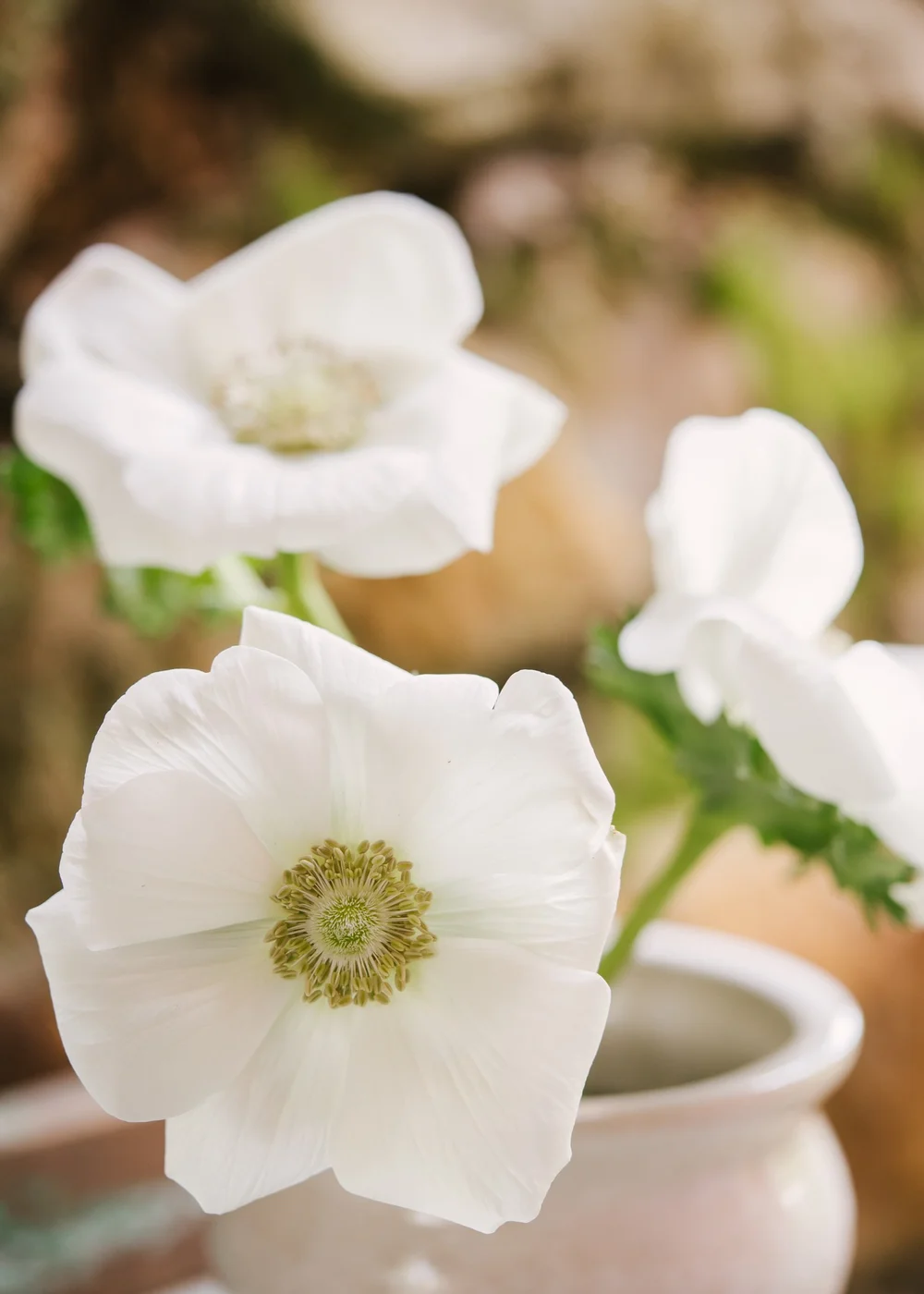 Anemone: Azzurro — The Farm at Oxford