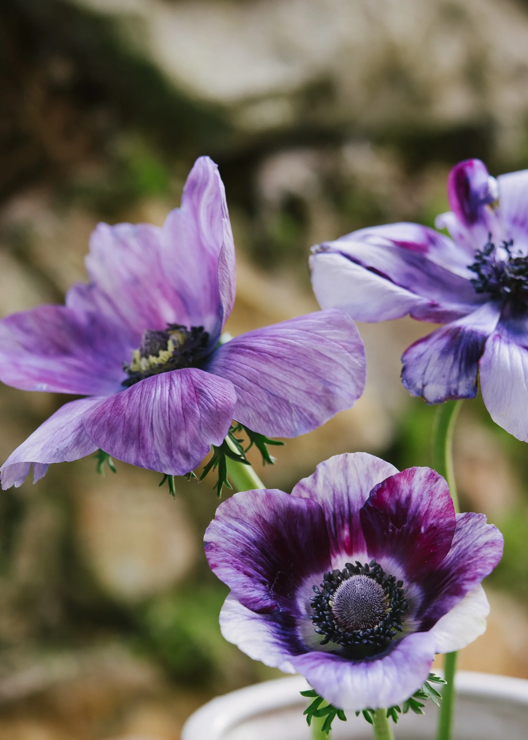 Anemone: Tigre Vinato Wine — The Farm at Oxford