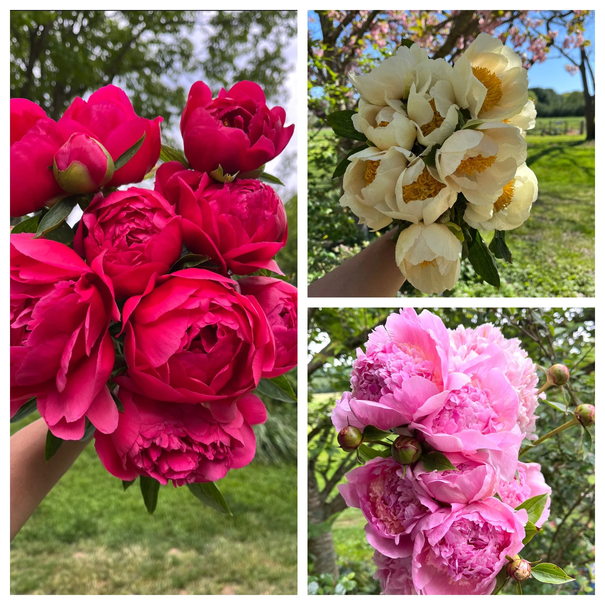 Save 15%: Peony : Starter Garden Collection