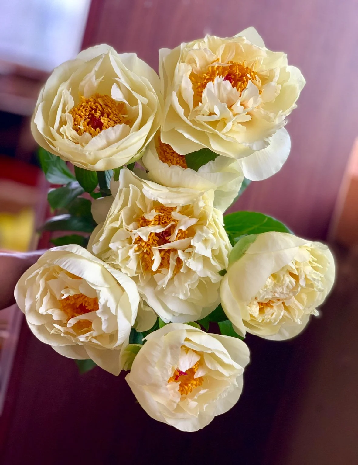 Lemon Chiffon Peony Root — The Farm at Oxford