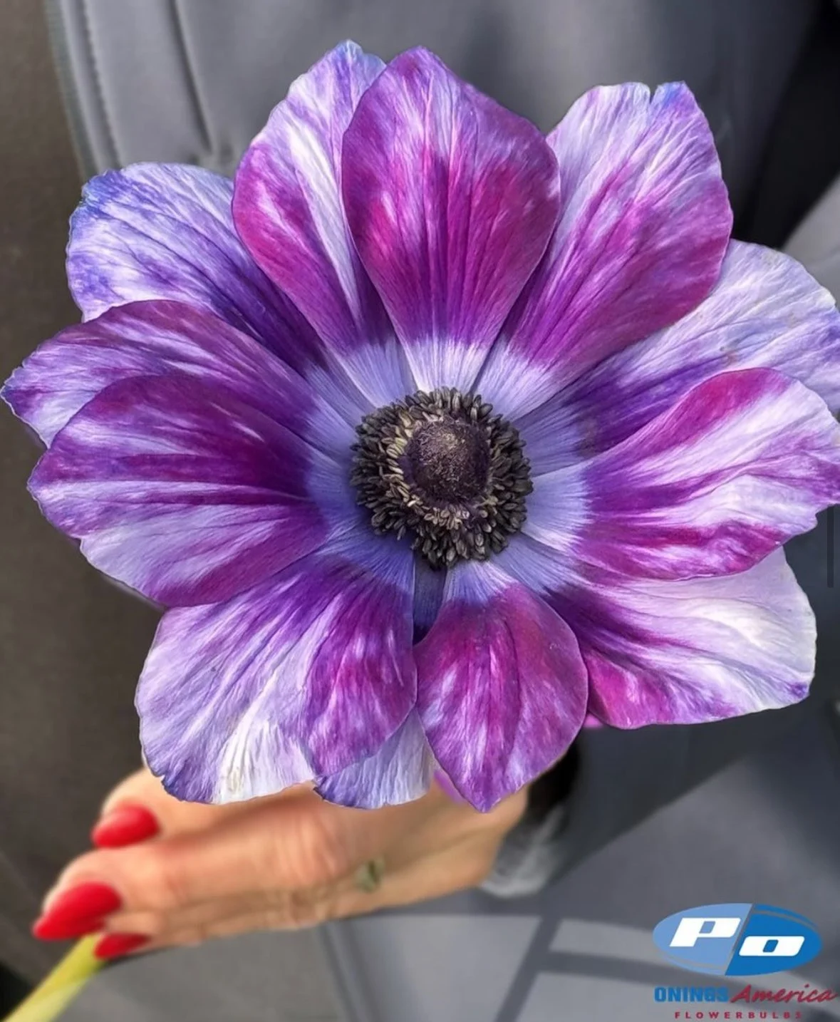 Anemone: Tigre Vinato Wine — The Farm at Oxford