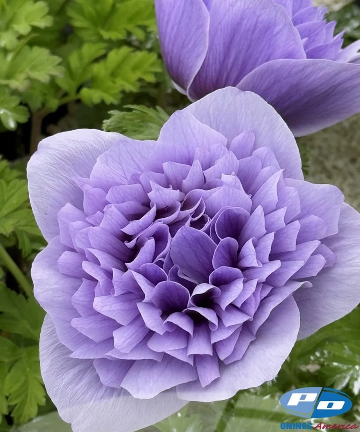 Anemone: Levante Azzurro (2025 NEW!) — The Farm at Oxford