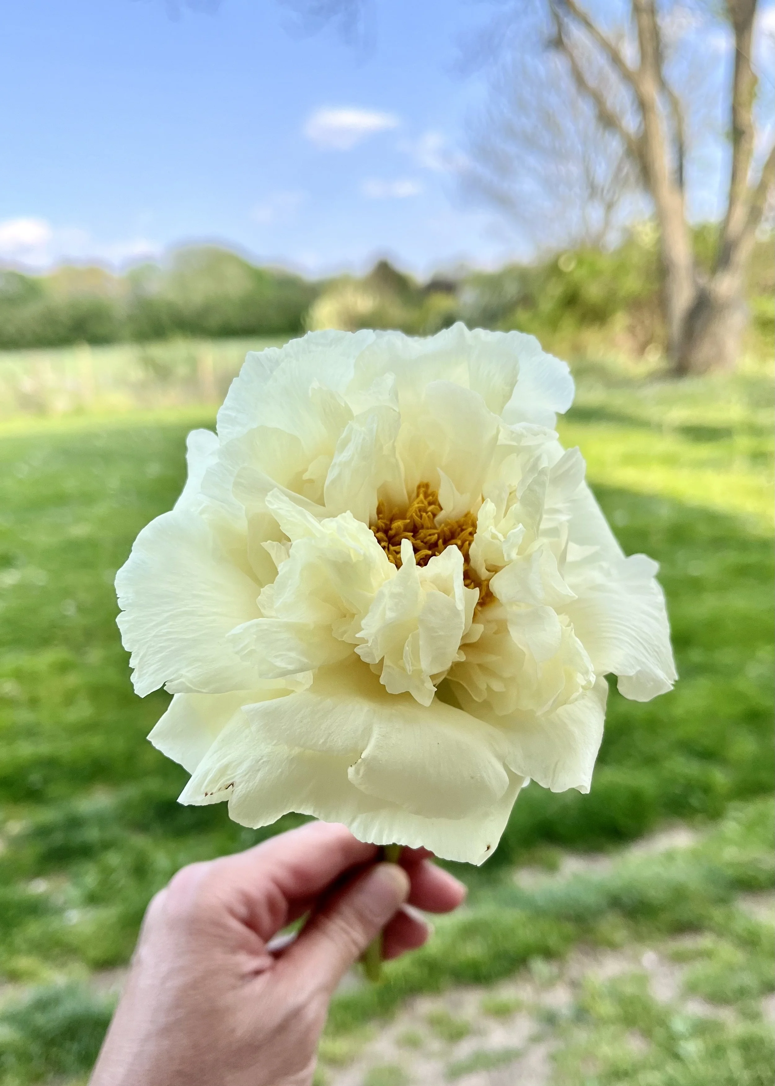 How to Grow Beautiful Peonies in your Garden