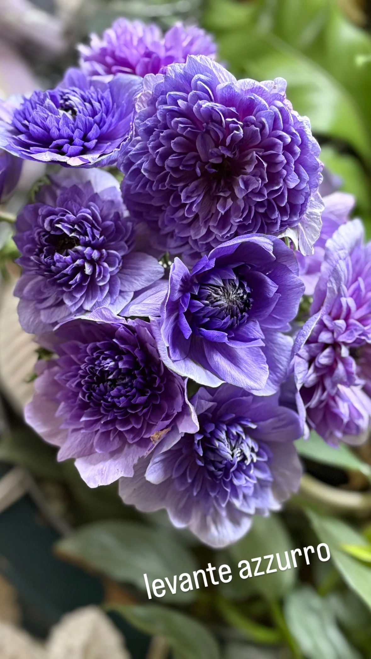 Anemone: Levante Azzurro (2025 NEW!) — The Farm at Oxford