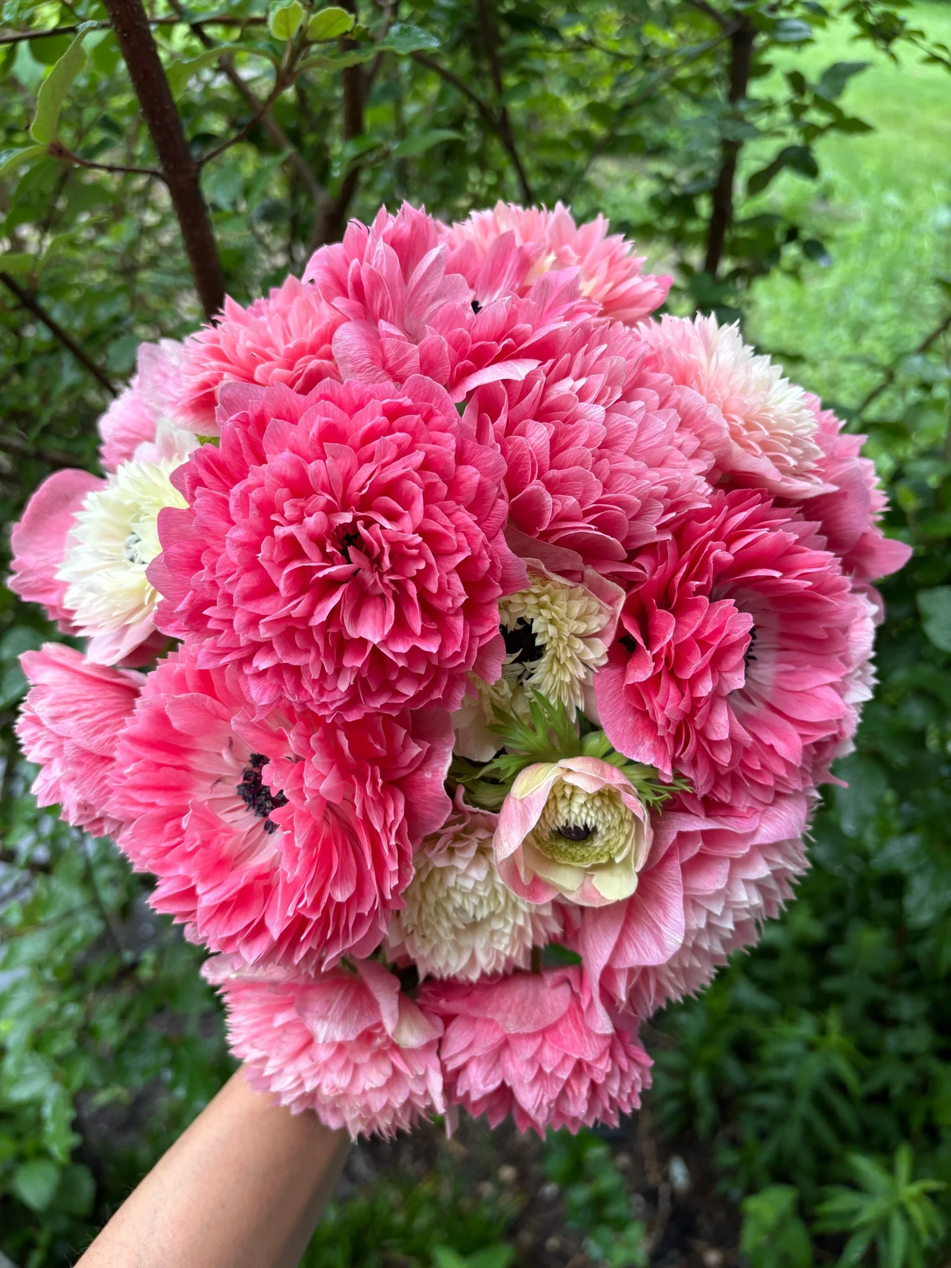 【廃盤品】LazySusan FLORET ANTONIA'S FLOWERS Anemone: Levante Rosa (NEW!) — The Farm at Oxford