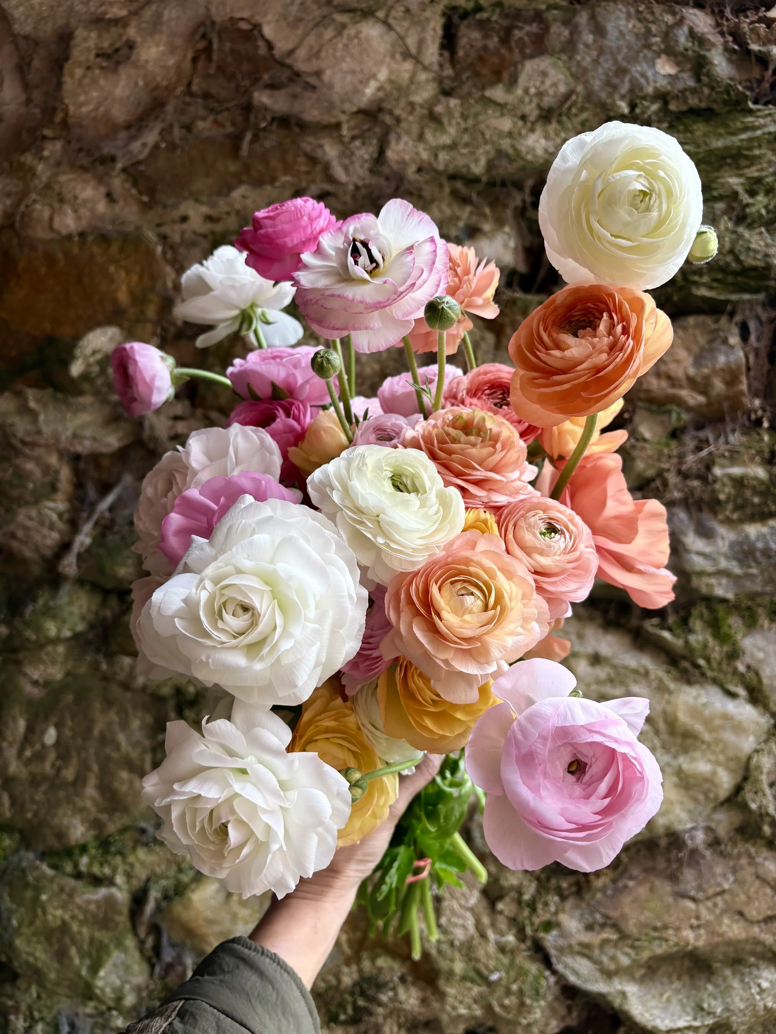 Why We Love Italian Ranunculus: What Makes Them Different?
