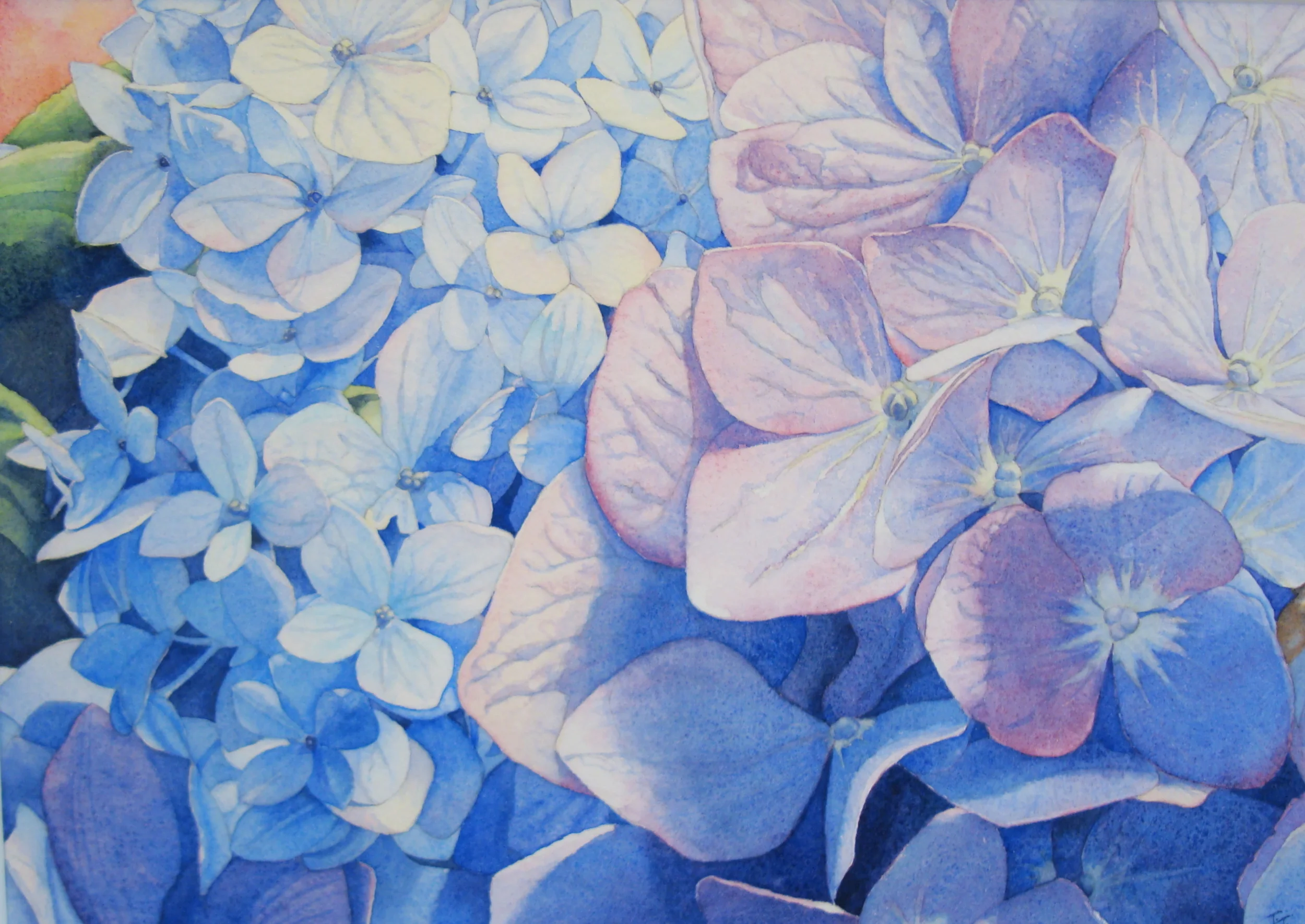  Hydrangea Blue &nbsp;10" x 8" 