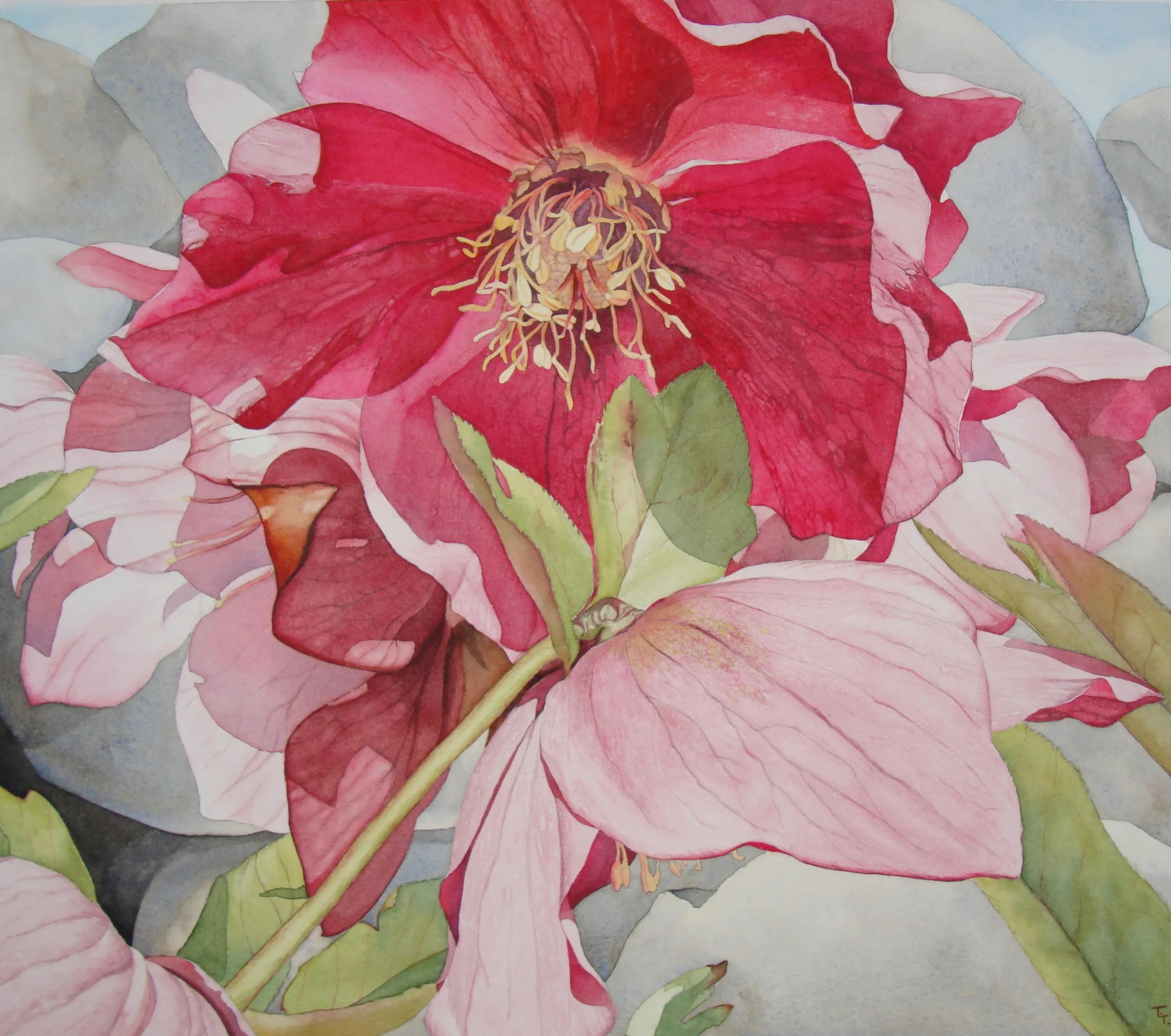  Hellebore Stonewall &nbsp; 16" X16" 