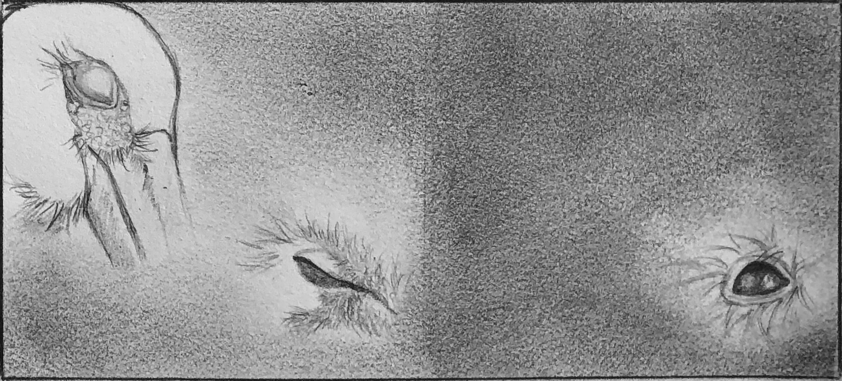 ..but Pink Fairy Armadillo opens his eyes...