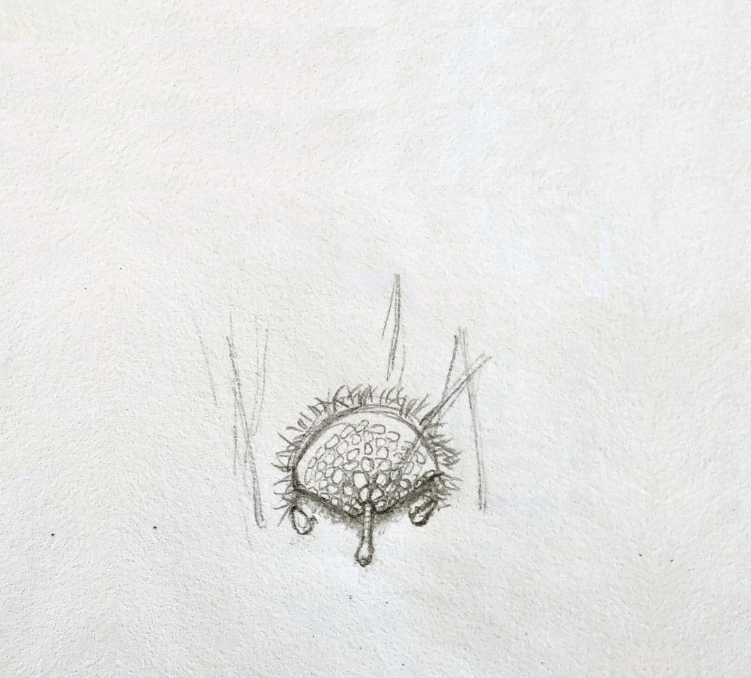 He follows insect noises, pressing in amongst tall tufts of grass.