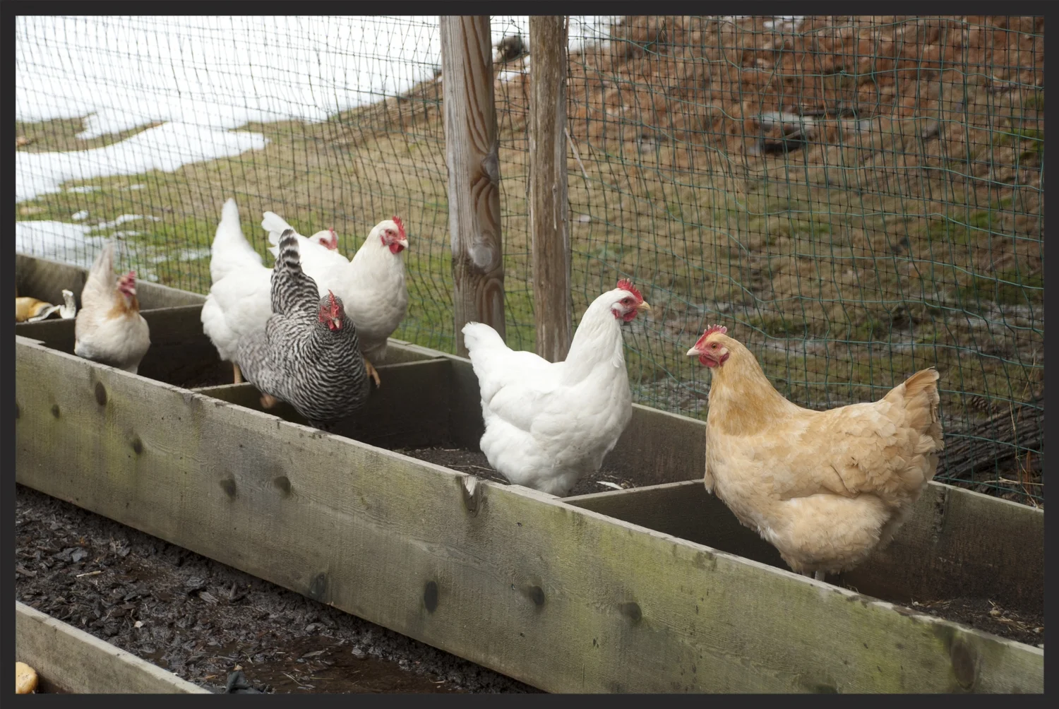  Our organic chickens in their coop! 