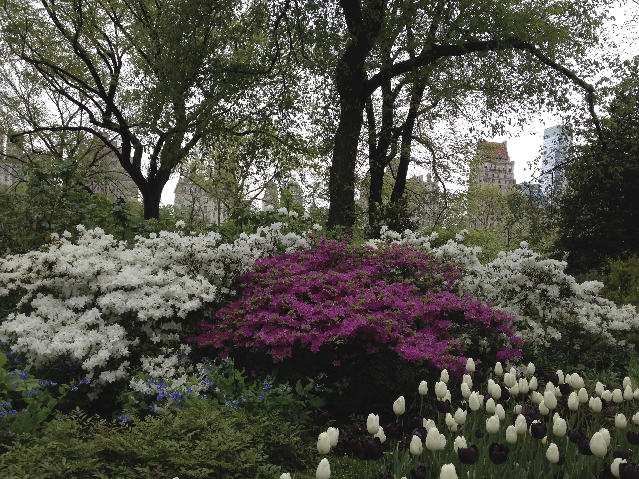 A view from Central Park
