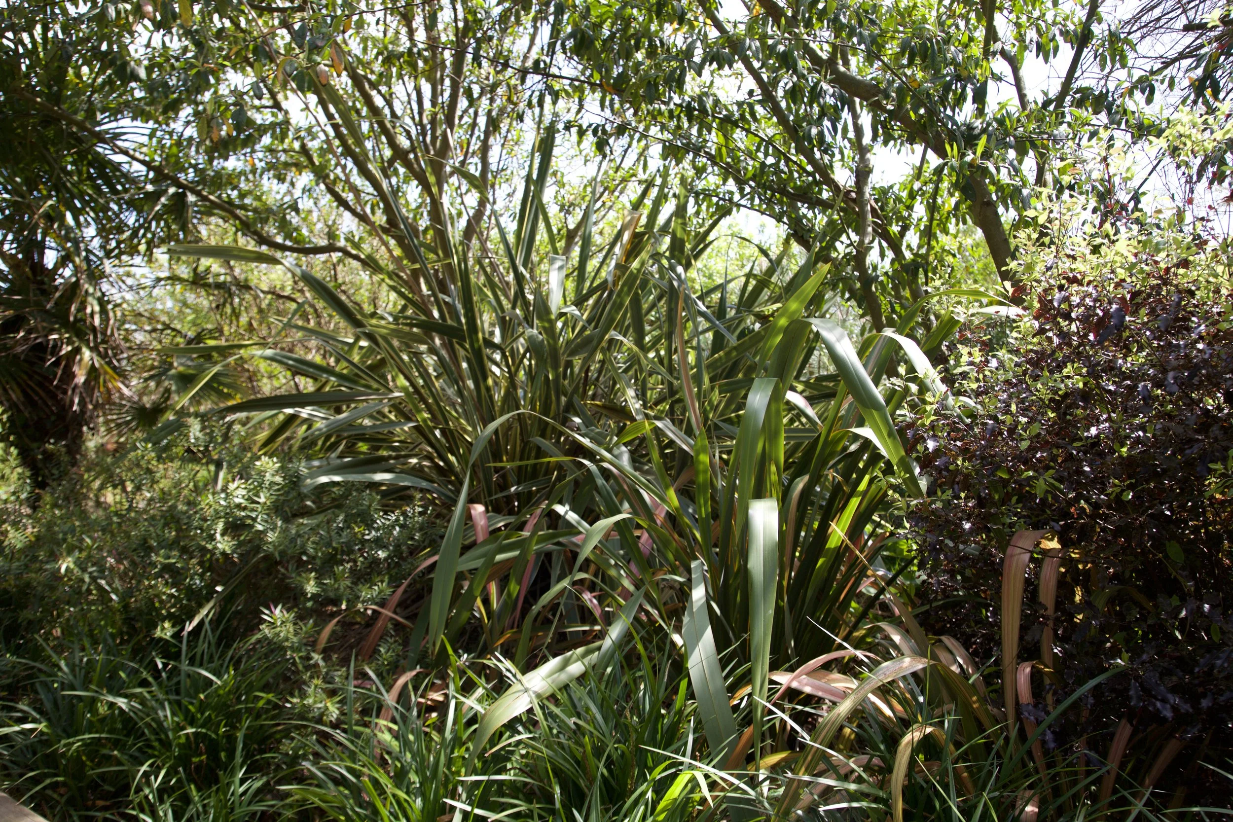 So green, like a little paradise