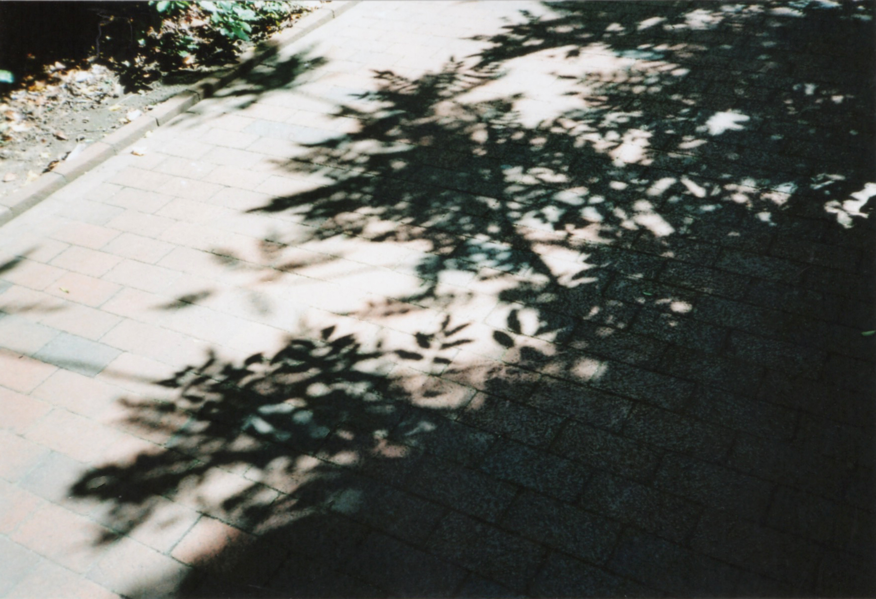 A path I walk on every day, suddenly transformed 