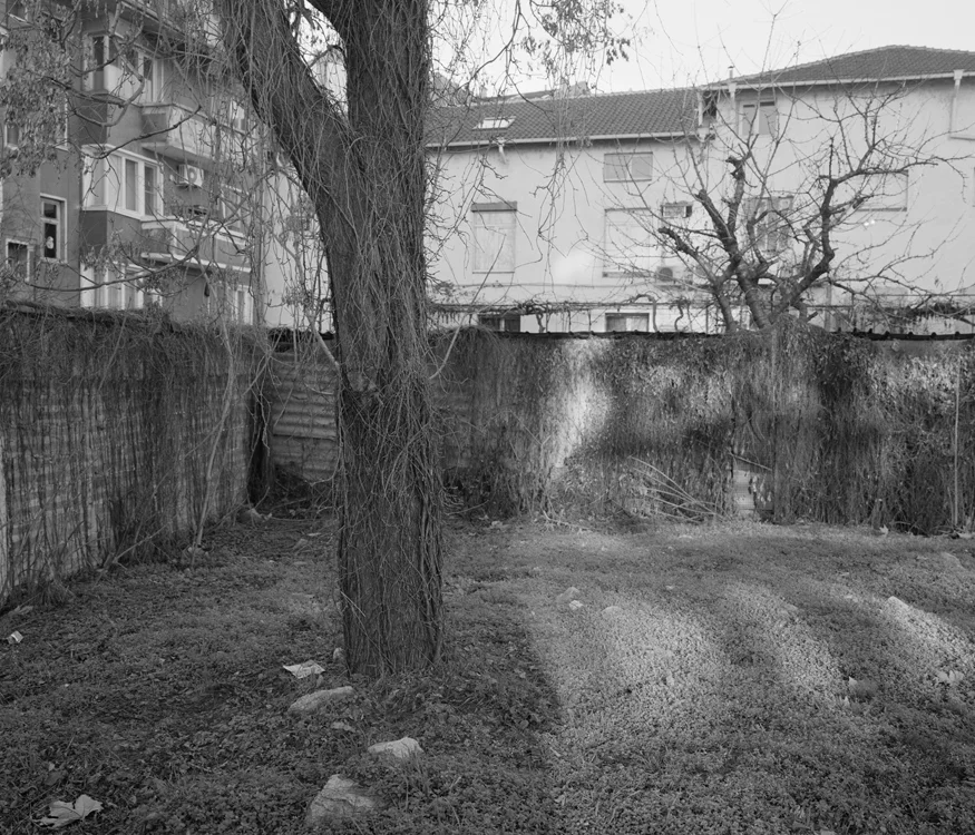 tree_bulgaria_park_monochrome.jpg