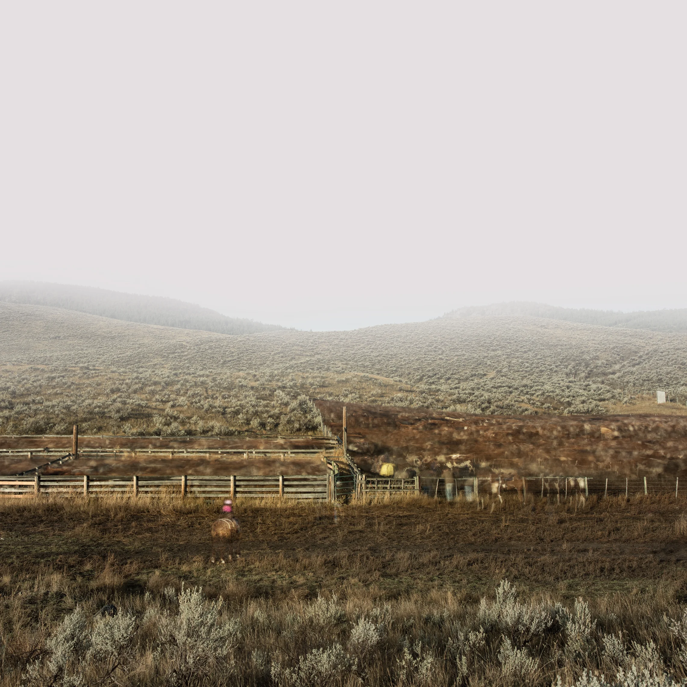 Child in Pink Watching Cattle Sorting (2015)
