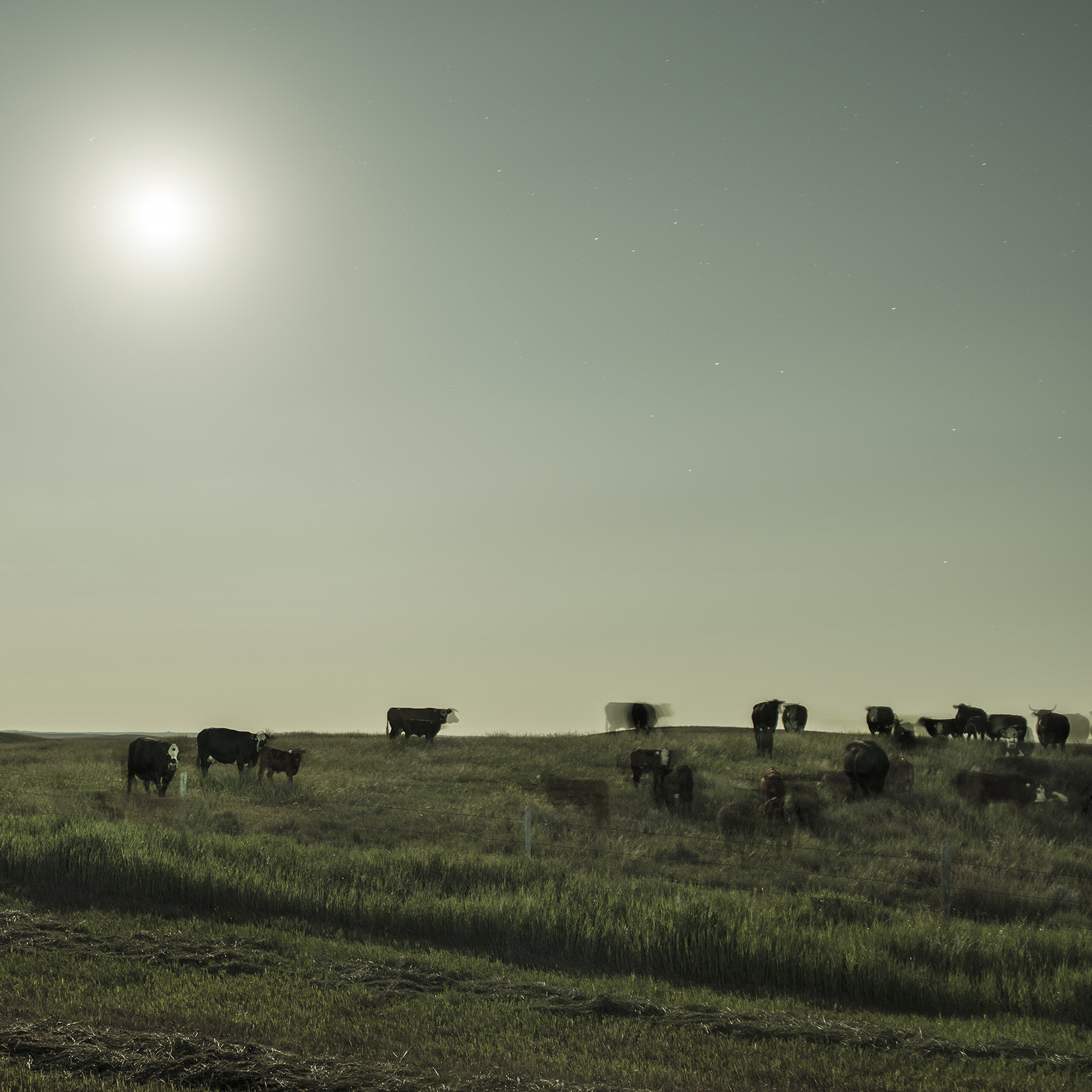 Herd Under Moonlight
