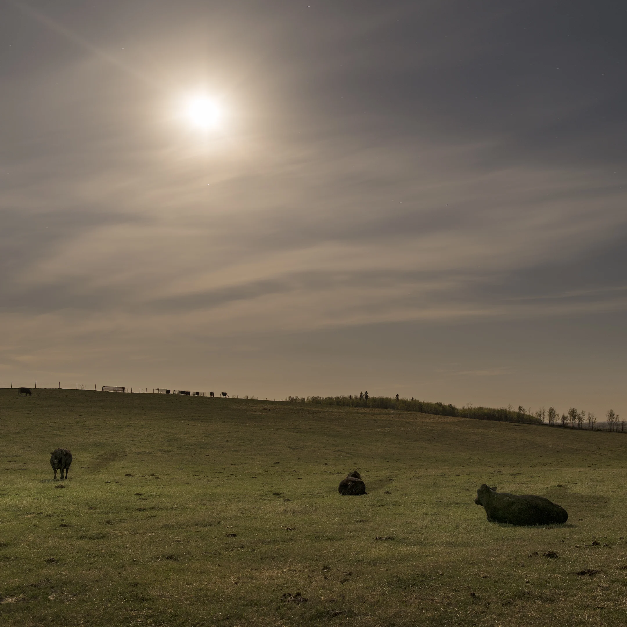 Calving Cows Under Moonlight (2016)