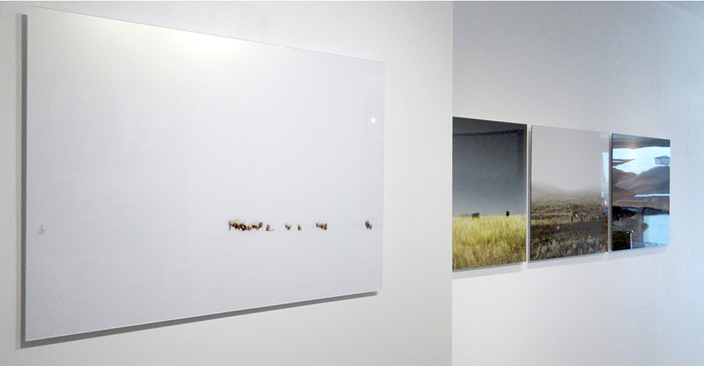 HERD (2017), Kimoto Gallery, Vancouver (photo credit Chris Fadden)