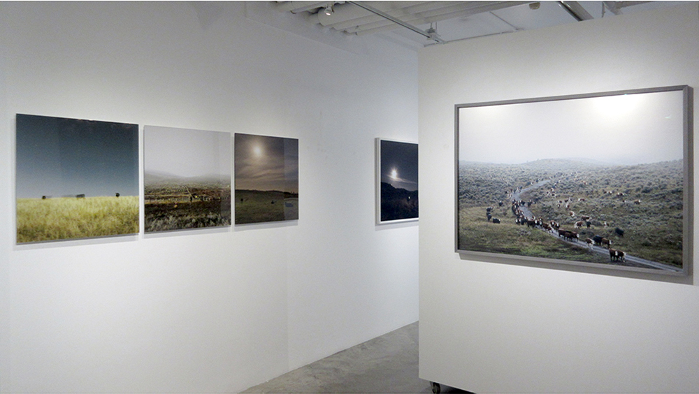 HERD (2017), Kimoto Gallery, Vancouver (photo credit Chris Fadden)