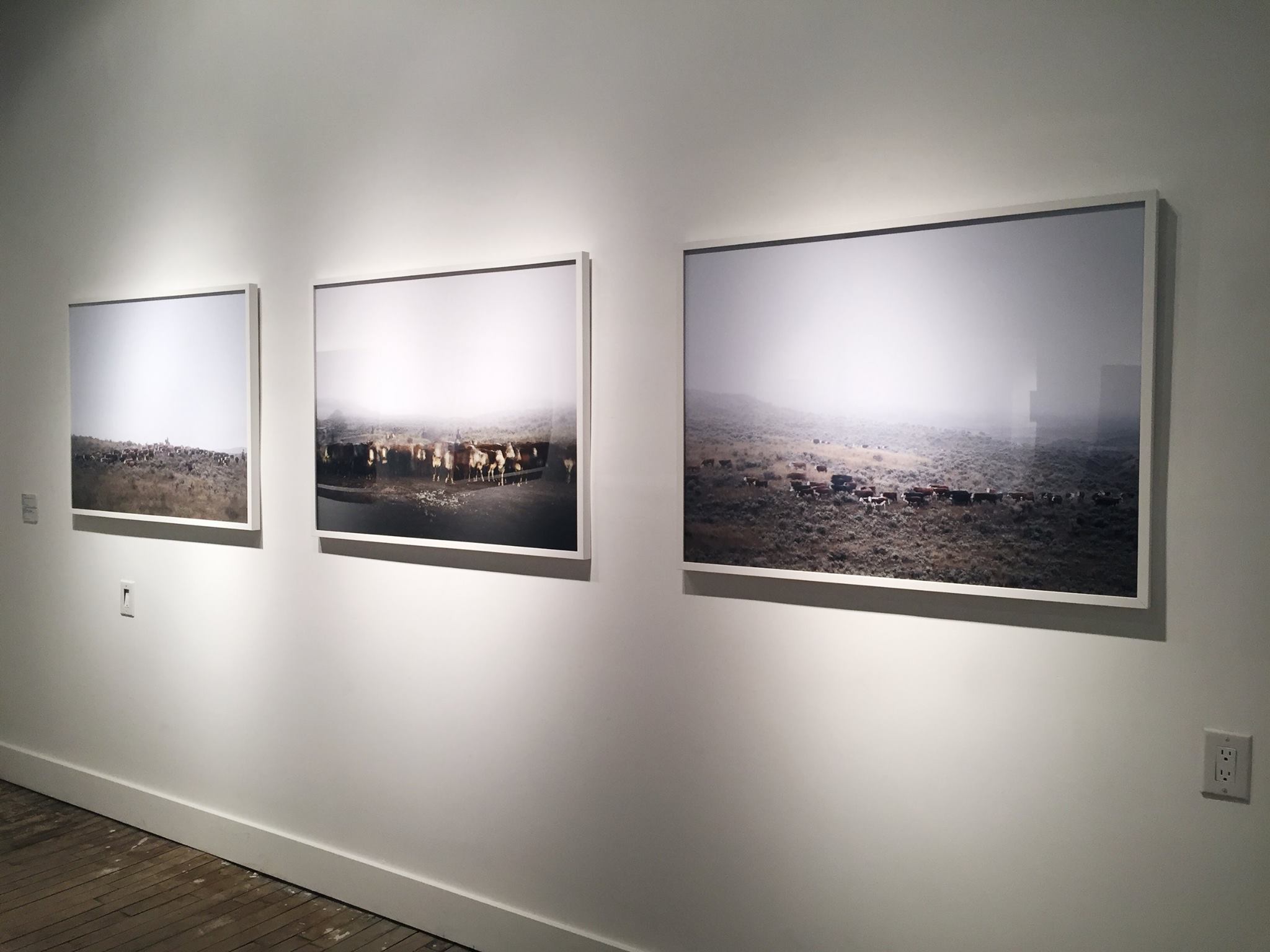 HERD (2017), Gurevich Fine Art, Winnipeg