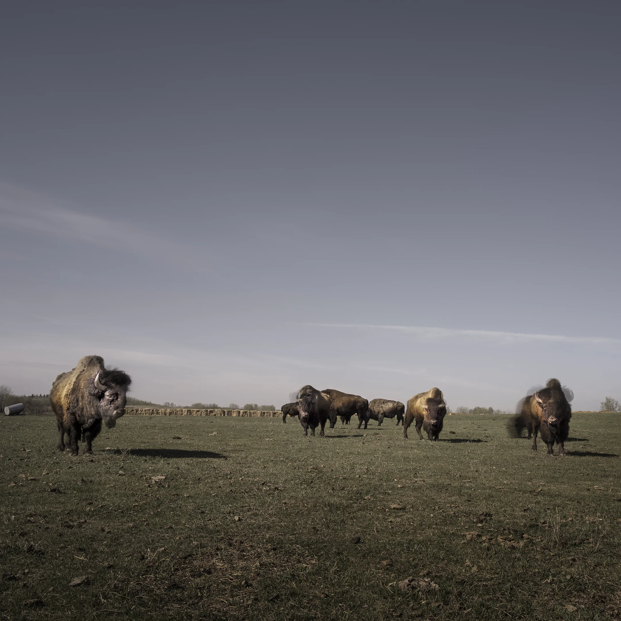 Buffalo in Grasslands (2016)