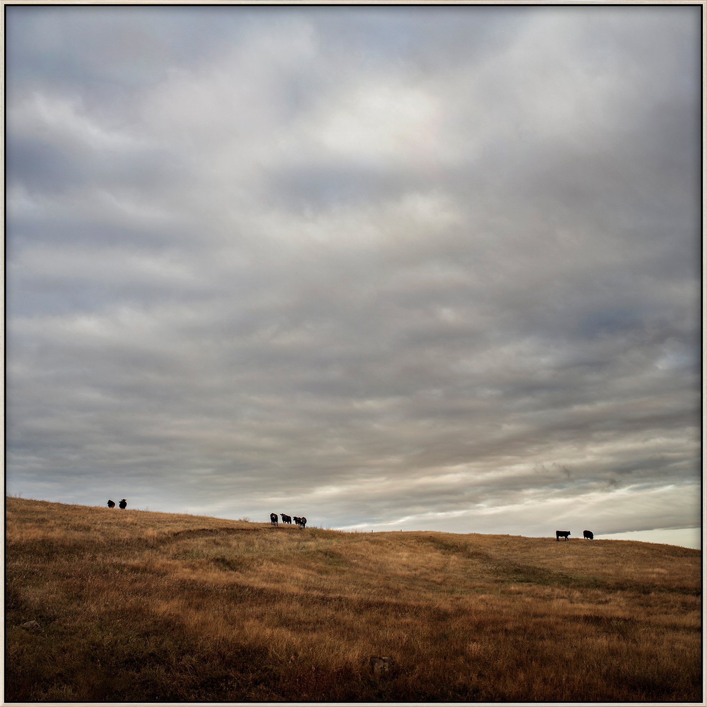 Cows on a Ridge (2014)