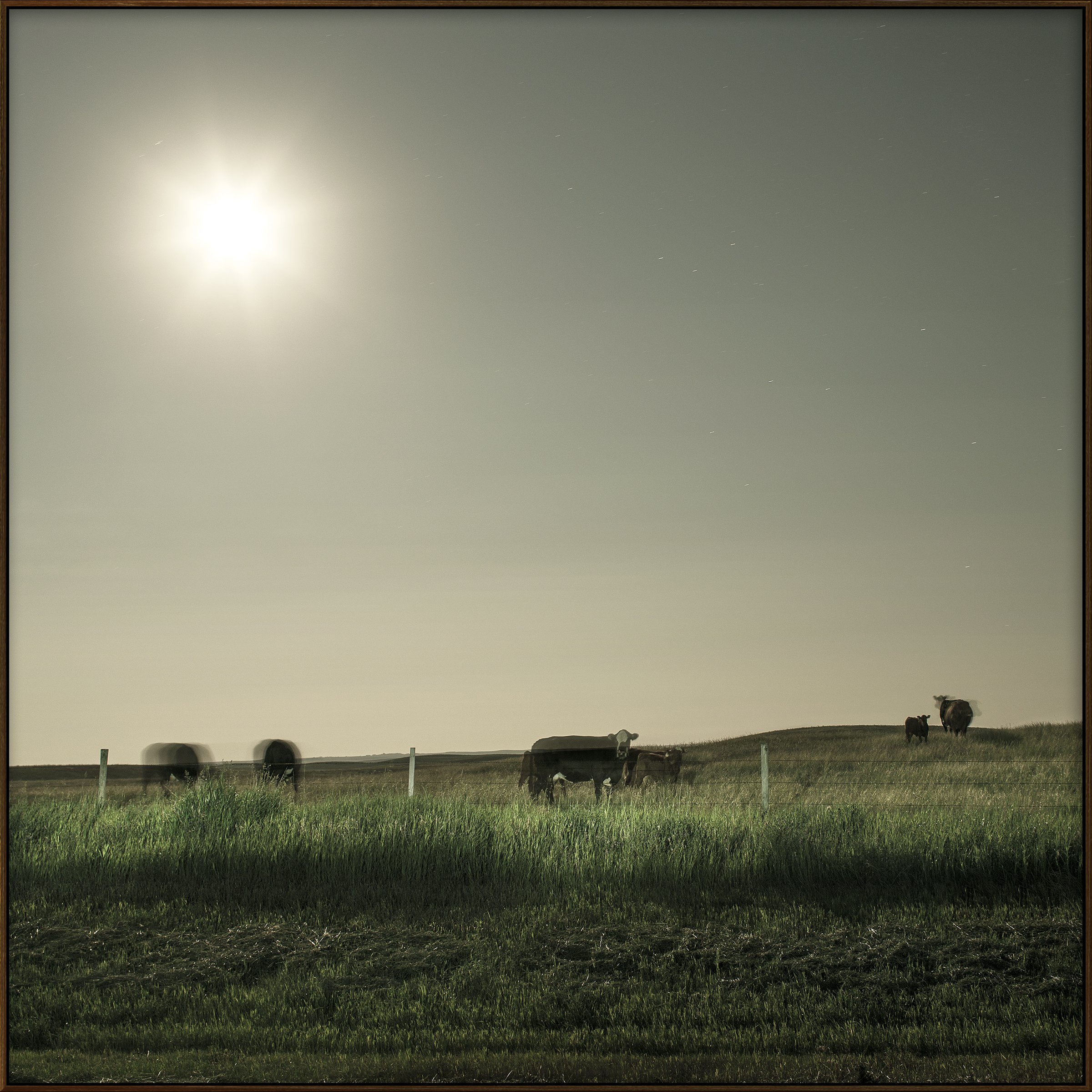 Cattle Under Moonlight (2014)