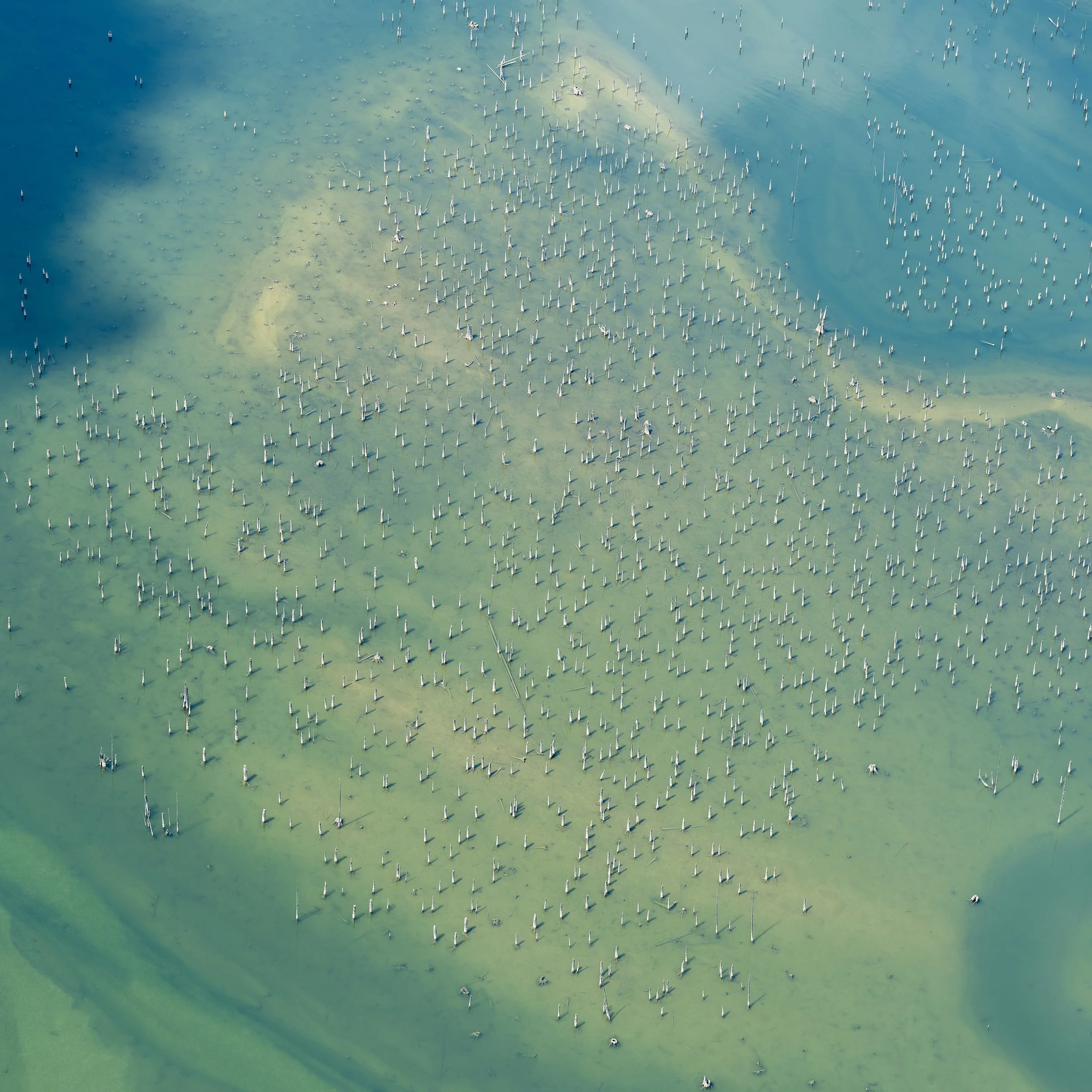 Coastal Flooded Forest III.jpeg