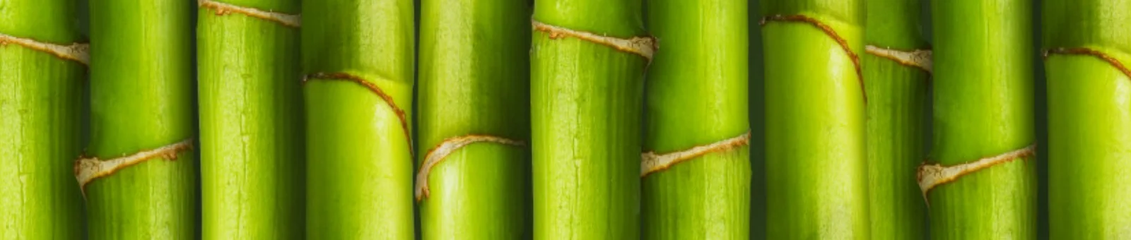 bambu111.jpg