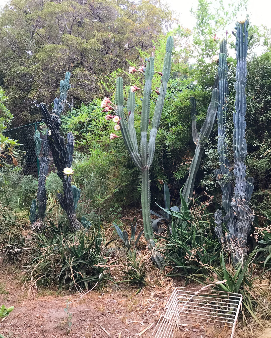 Look at all these 🌵 blooms! #losangeles #flora #cactus