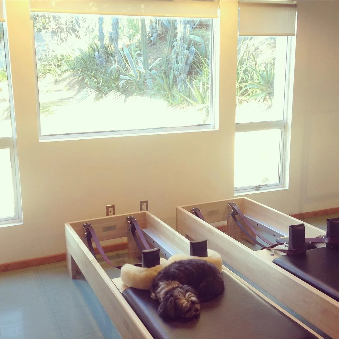 good morning ! some of us are still sleeping 😴 #Pilates #projektpilates #silverlake #losangeles #humpday #thedailymidge