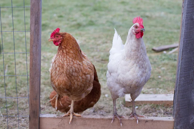 The ladies say hello!