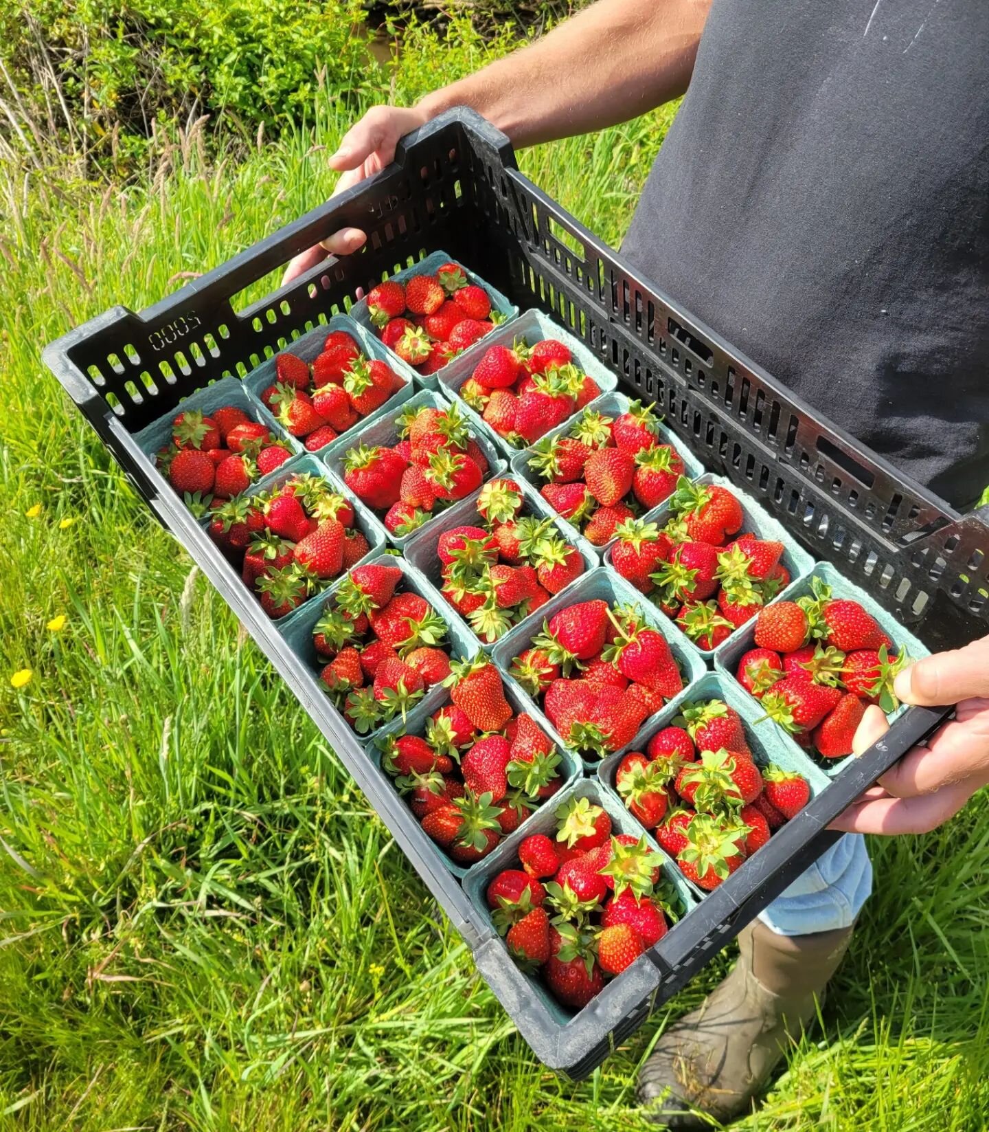 Strawberry pints and fresh Eggs available NOW at the Roadside Stand!!

Cash or PayPal accepted 👌

Wednesday we will be adding fresh chicken to the stand, if you want more than a couple let us know and we will slap your name on em.

If you want a cas