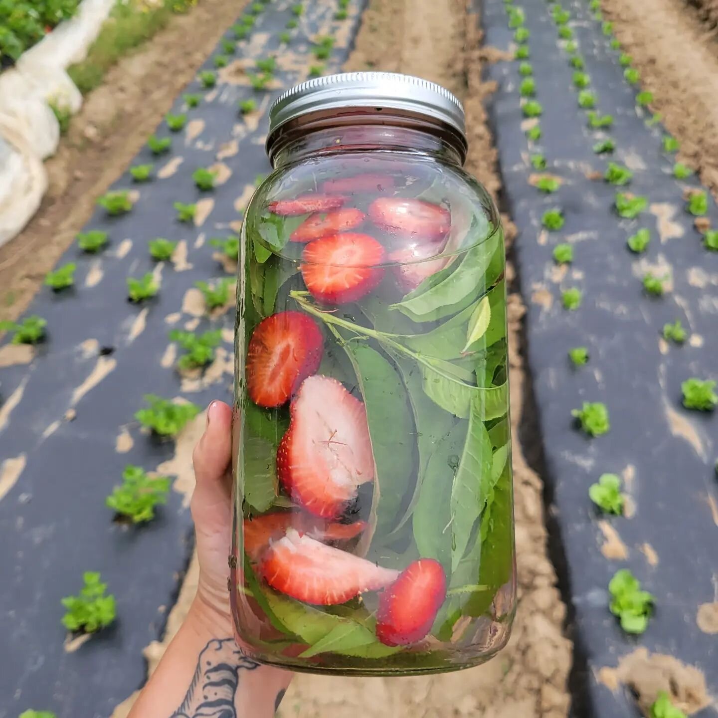 Hot tip- or should I say cool tip?
Peach leaf + strawberry cooler.

Spring never lasts long enough, temps are already starting to get up there, esp out in the field. Transitioning can feel brutal. 

Infusing peach leaf and strawberries (and other coo