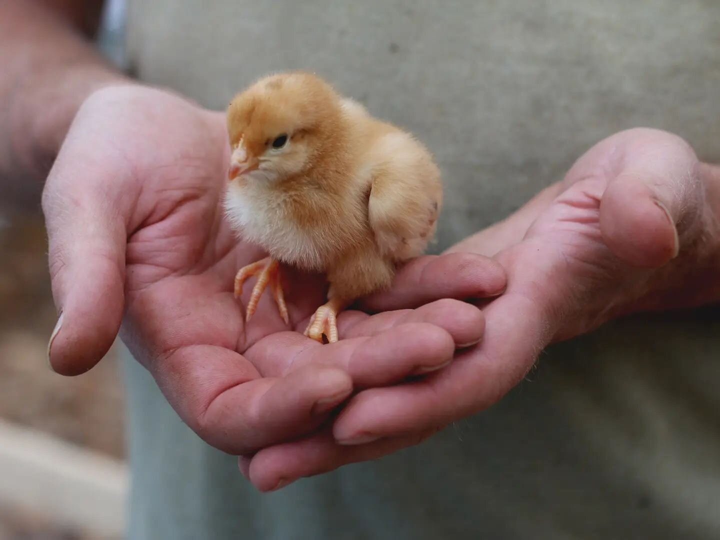 They grow up fast, happy and delicious.

Mondays are processing days which means we will have FRESH CHICKEN at the Roadside Stand starting Wednesday!! 

It's wild how in just about 10 weeks these birds go from cute fuzzy chicks to big boi broilers. W