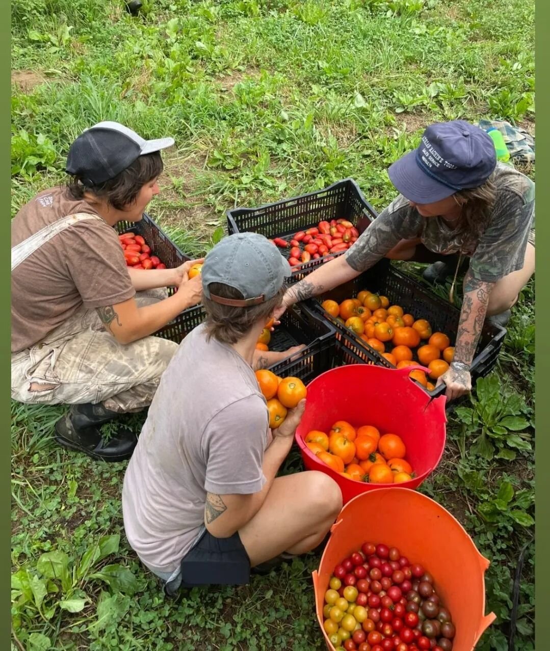 Mader haul 🍅
We have a variety of cherry tomatoes and this beautiful ball of sunshine, Valencia maders in the roadside stand! 

In the roadside stand right meow:
-Cucumbers
-Squash
-Romaine
-Red leaf lettuce
-Parsley
-Onions
-Wax beans
-Hot peppers 