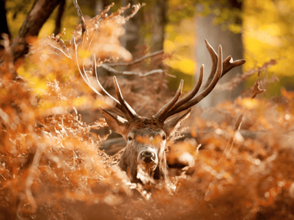 Mit einer Exkursion in den Wald die Vielfalt dieses wunderbaren Lebensraumes erleben und dessen Bedeutung verstehen.
