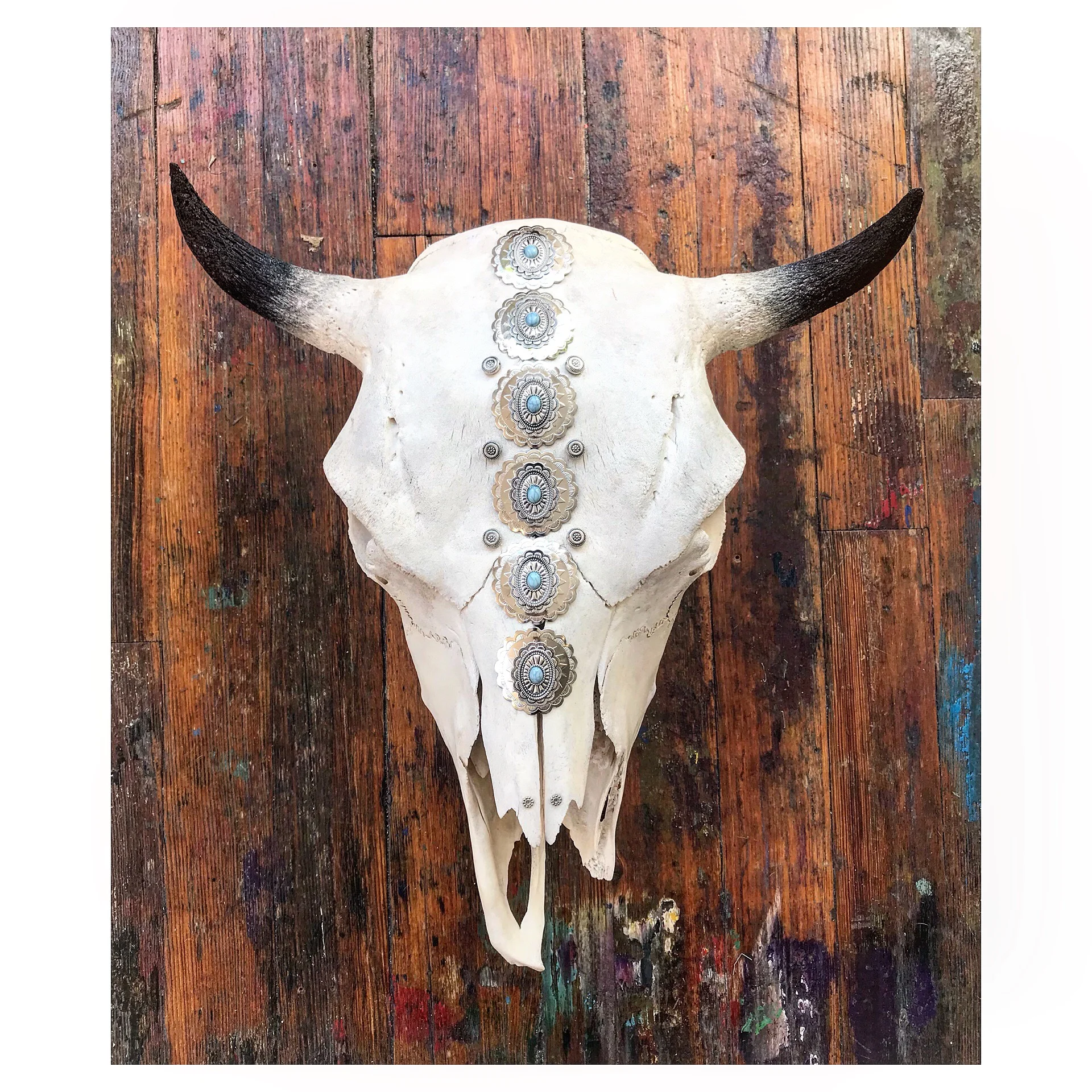 Cow Skull (with black tips)