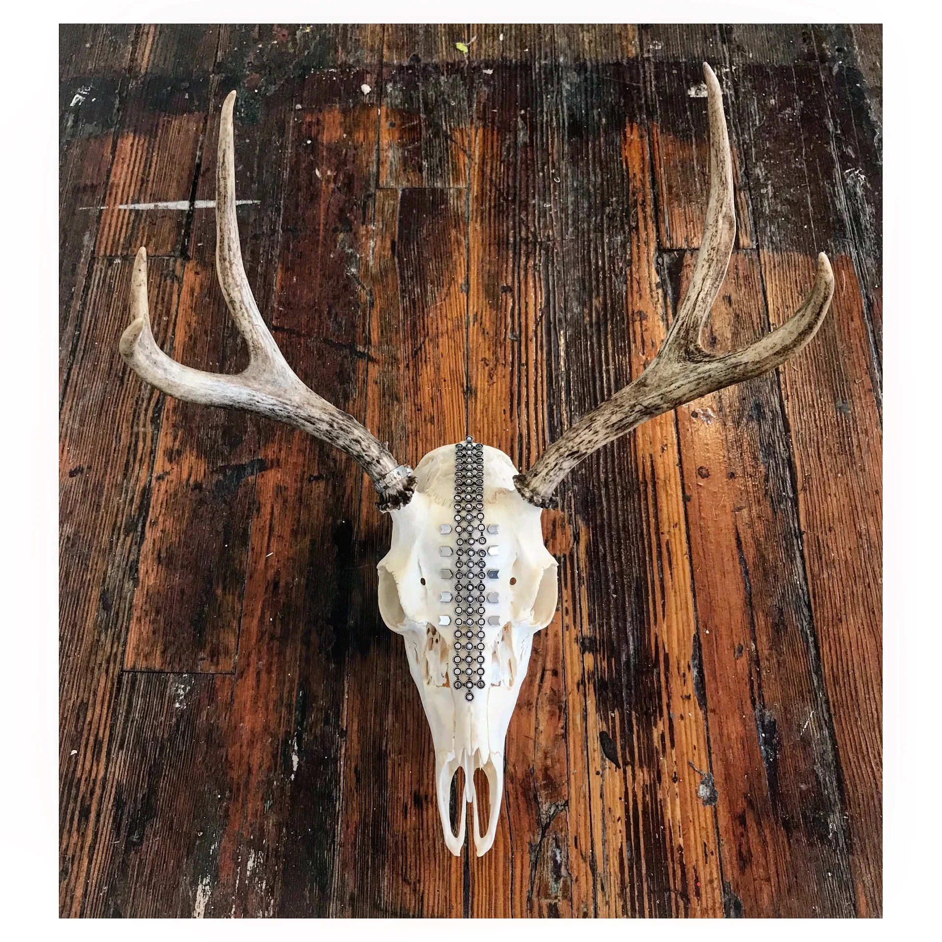 Deer Skull (with silver)