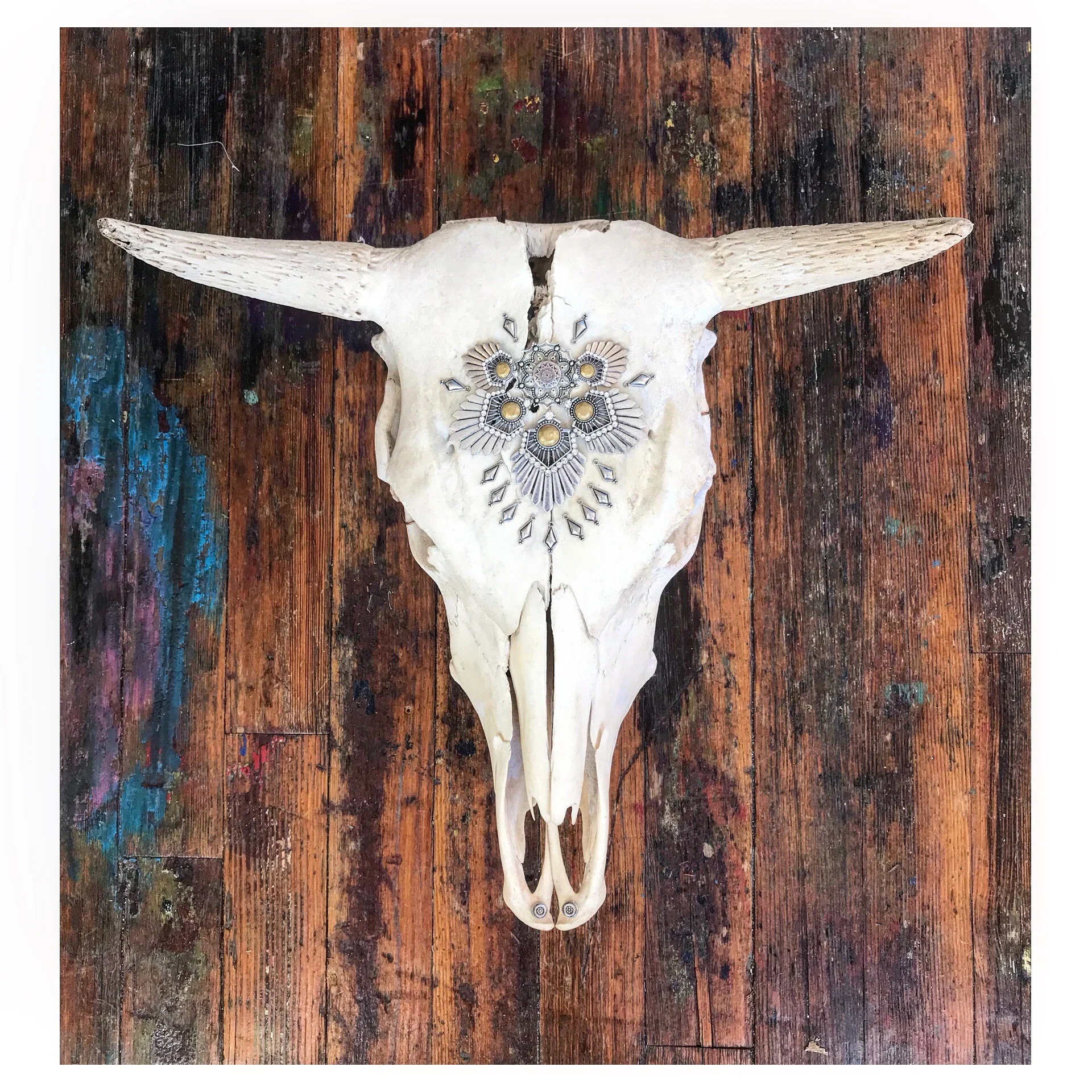 Cow Skull